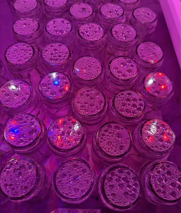 laboratorio